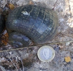 Caracol manzana